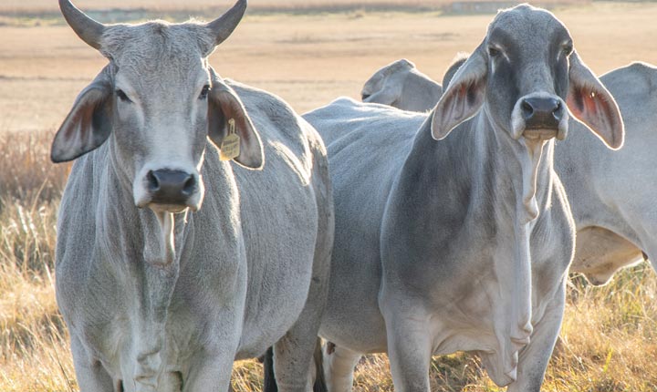 Image of Brahman cattle