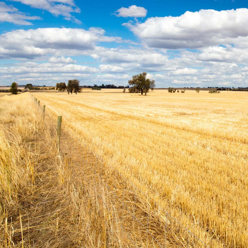 A field of dry grass with a fence in the foreground