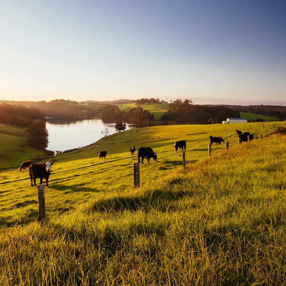 A herd of cows grazing in a grassy field with a lake in the background