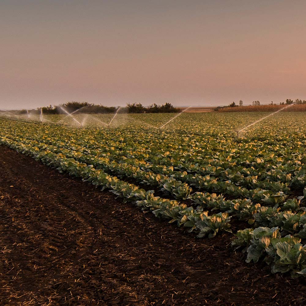 A field of crops is being watered with irrigation on a farm.