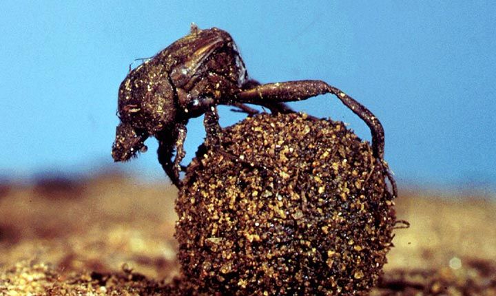 A dung beetle rolling a ball of dung.