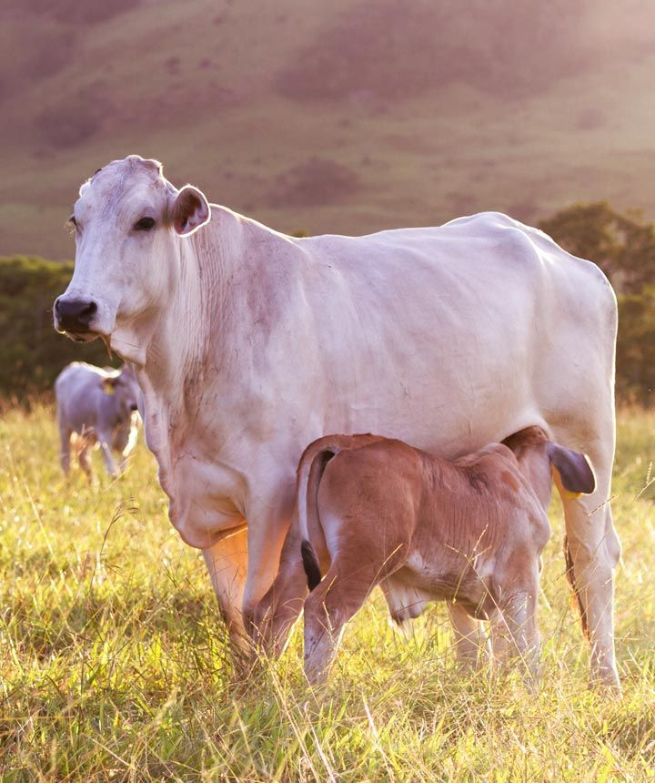 A cow is nursing her calf in a grassy field.