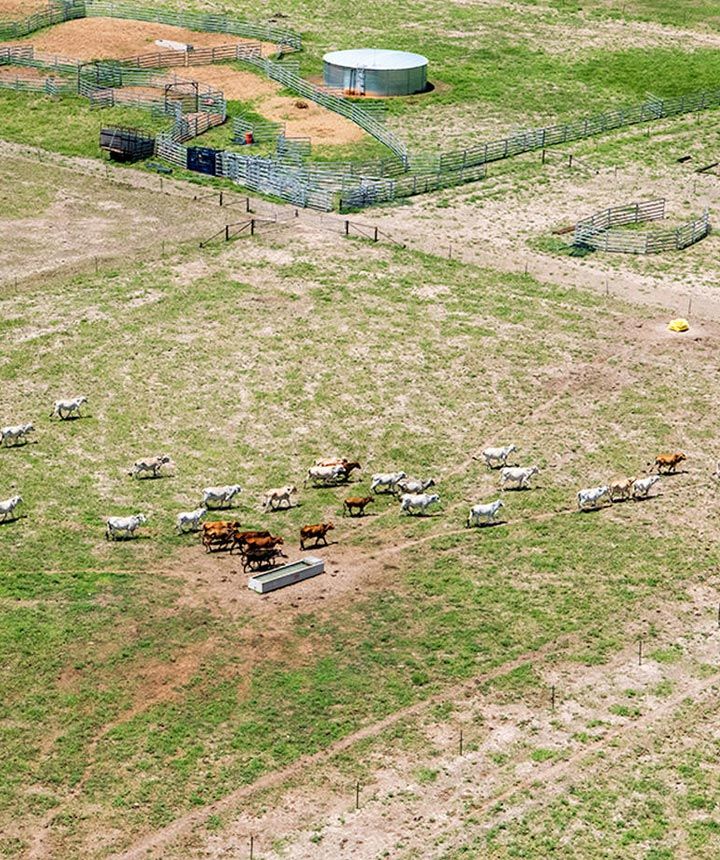 An aerial view of a herd of cows grazing in a field.