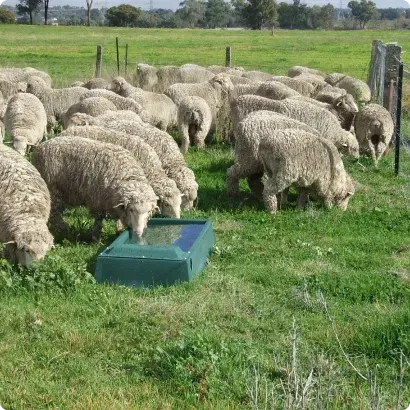 Sheep drinking on farm