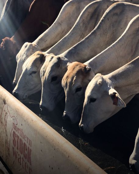 A row of cows are drinking from a northern stock water trough
