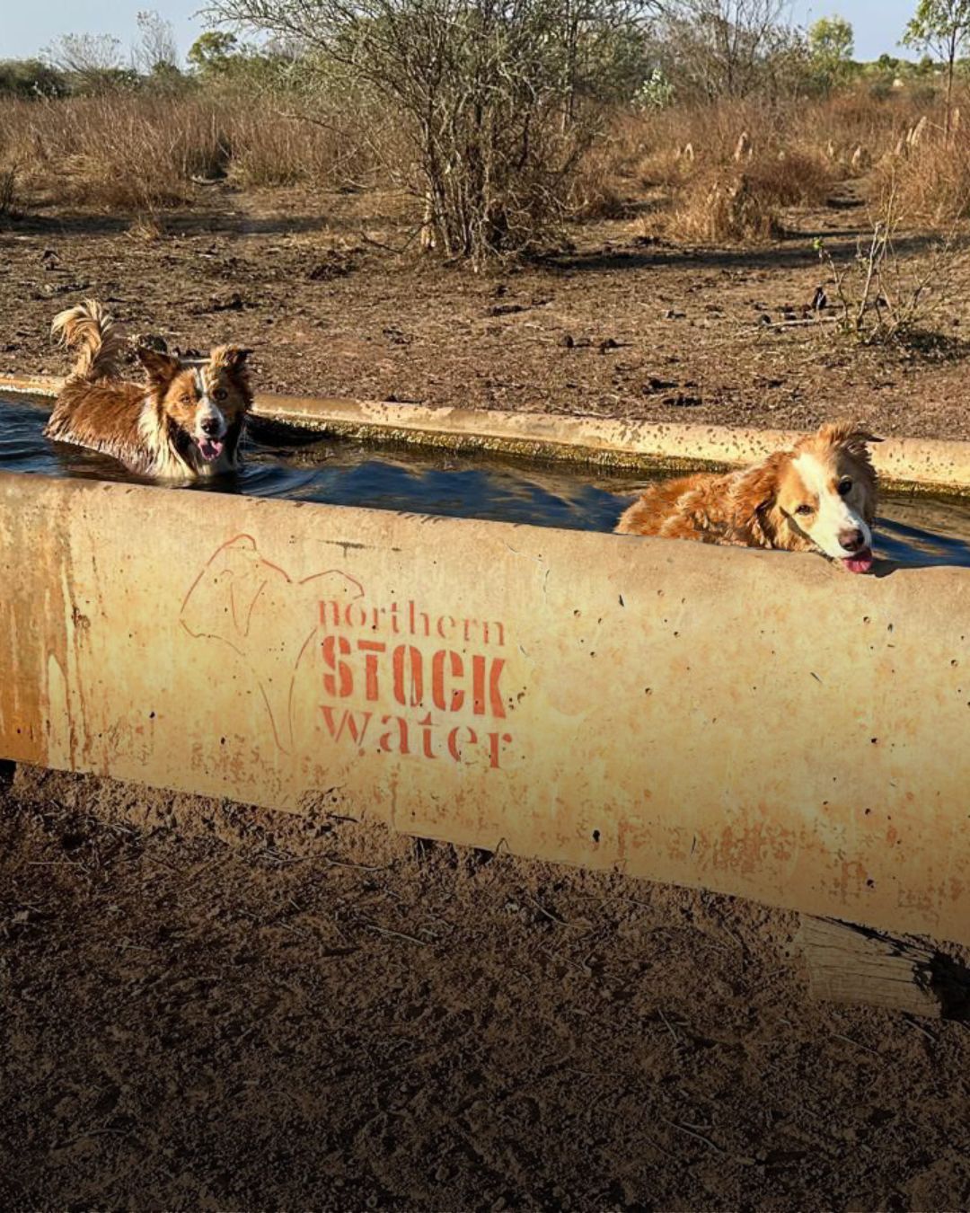 Two dogs are swimming in a northern stock water trough on a farm.