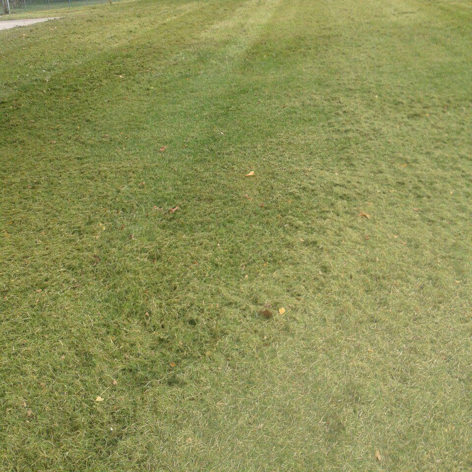 A close up of a lush green field of grass.