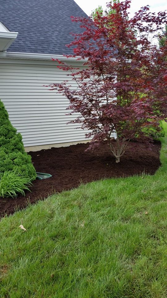 There is a tree in the middle of the yard next to a house.