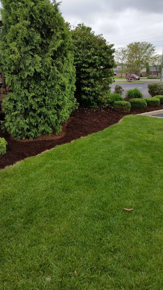 A lush green lawn with trees and bushes in the background.