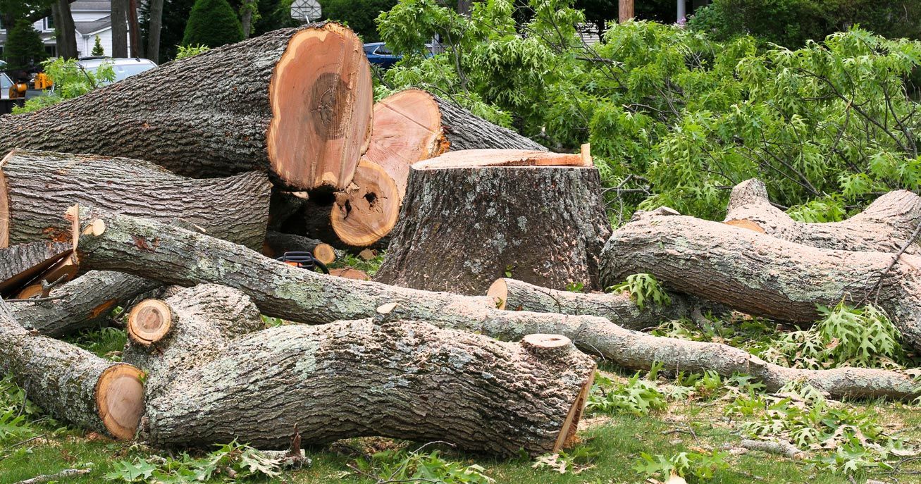 A pile of logs laying on the ground next to a tree stump.