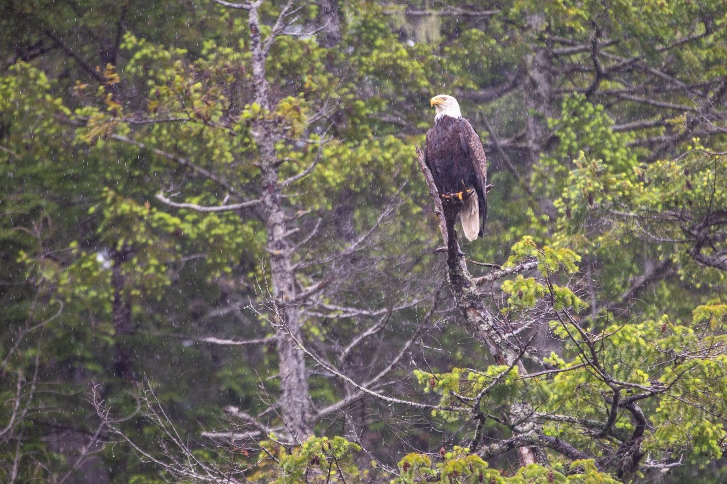 Een Amerikaanse zeearend zit op een boomtak in een bos, omringd door groen gebladerte.