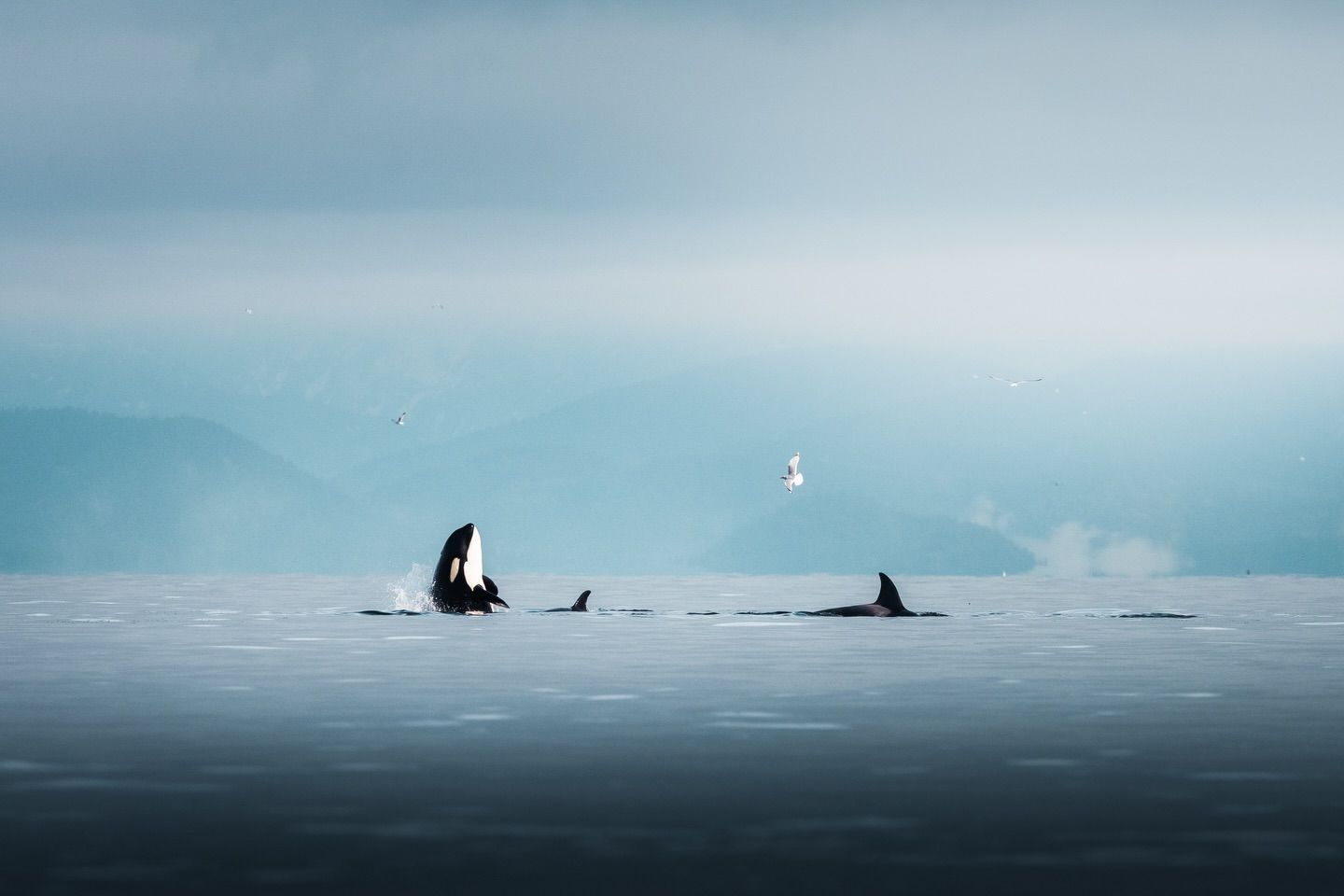 Orka's die bovenkomen in een kalme, blauwgrijze oceaan onder een mistige hemel.