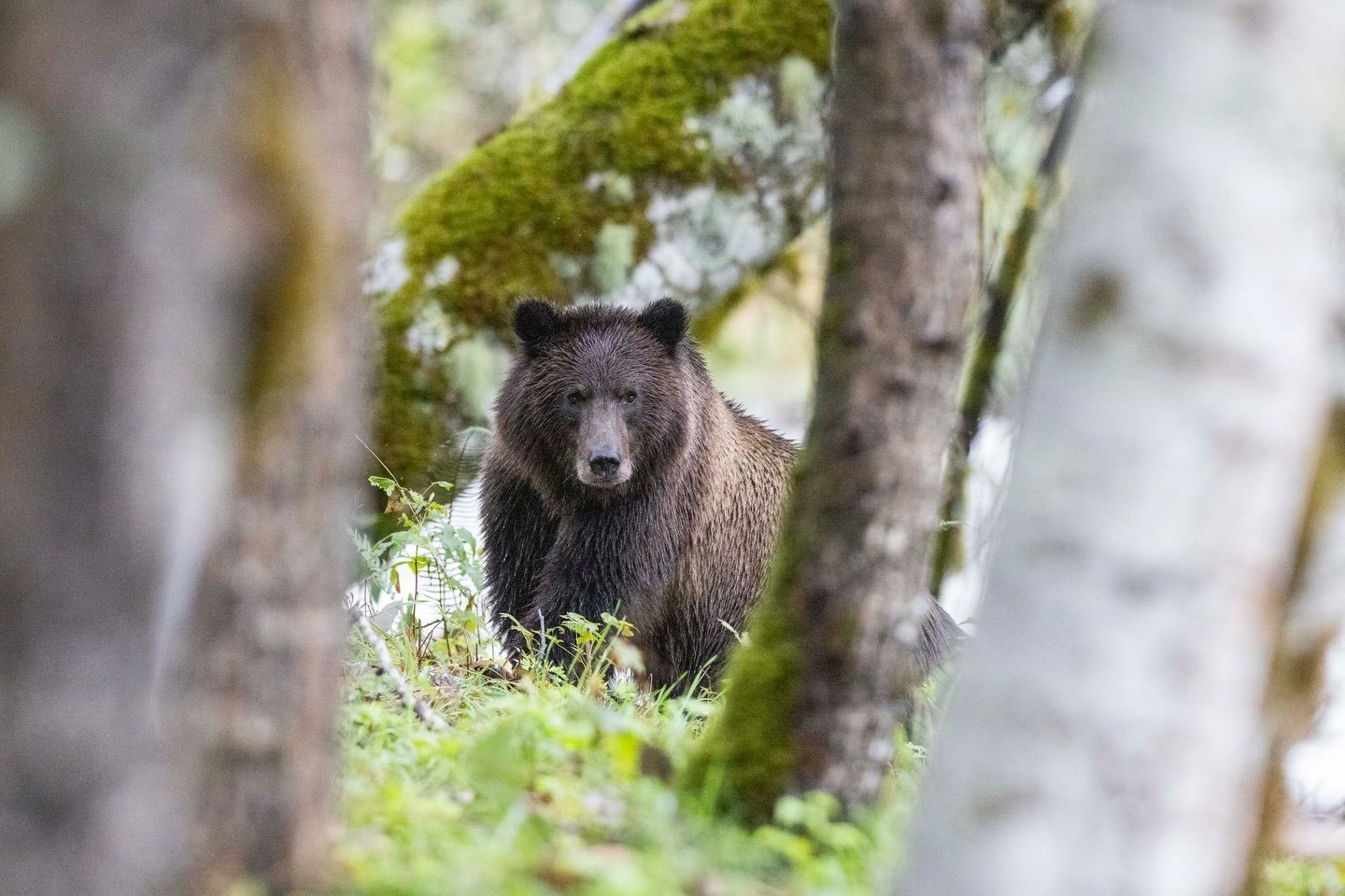 Bruine beer staat tussen de bomen in een bos en kijkt in de camera.