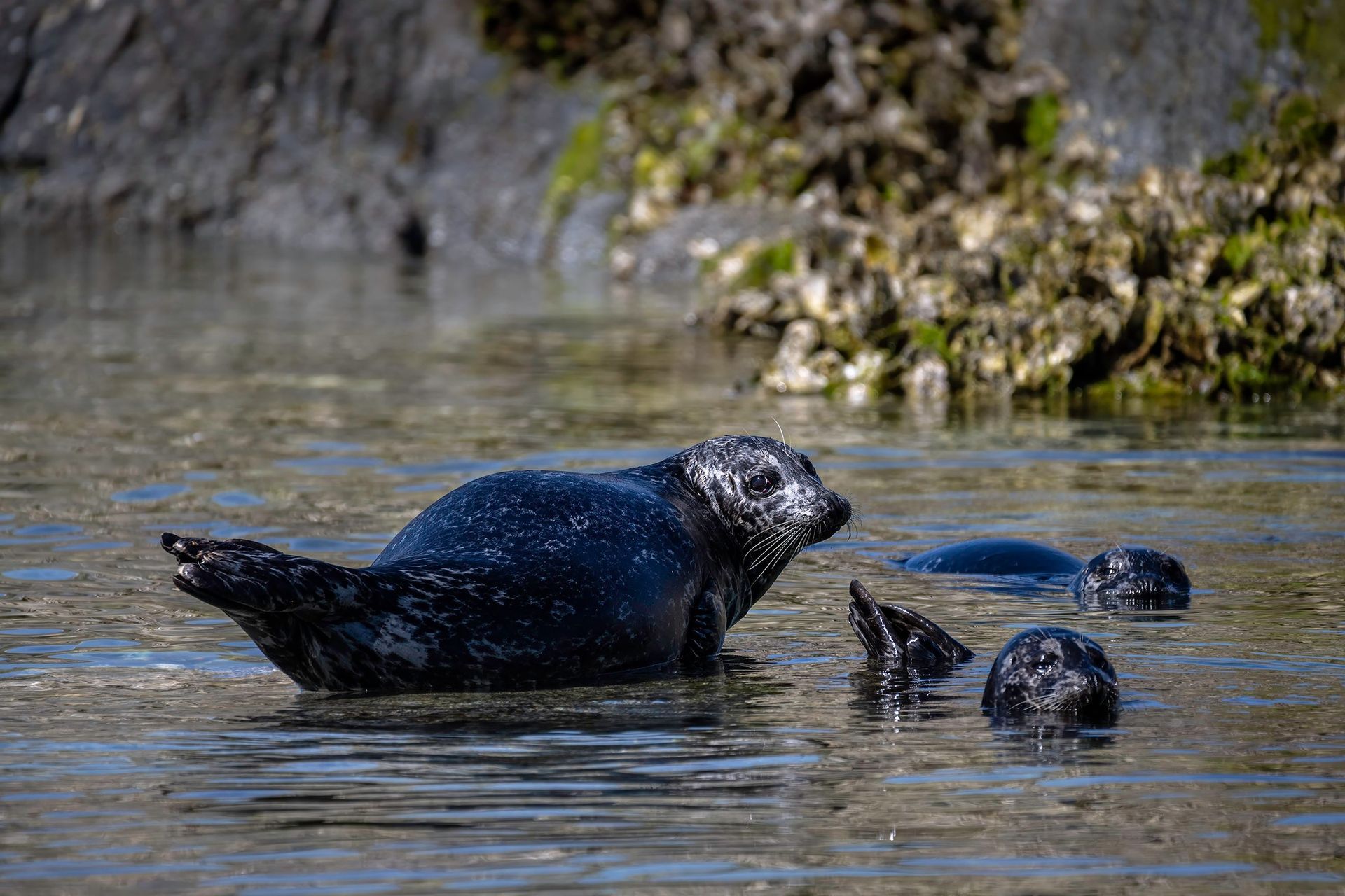 Twee donkere zeehonden zwemmen in ondiep water nabij een rotsachtige kustlijn.