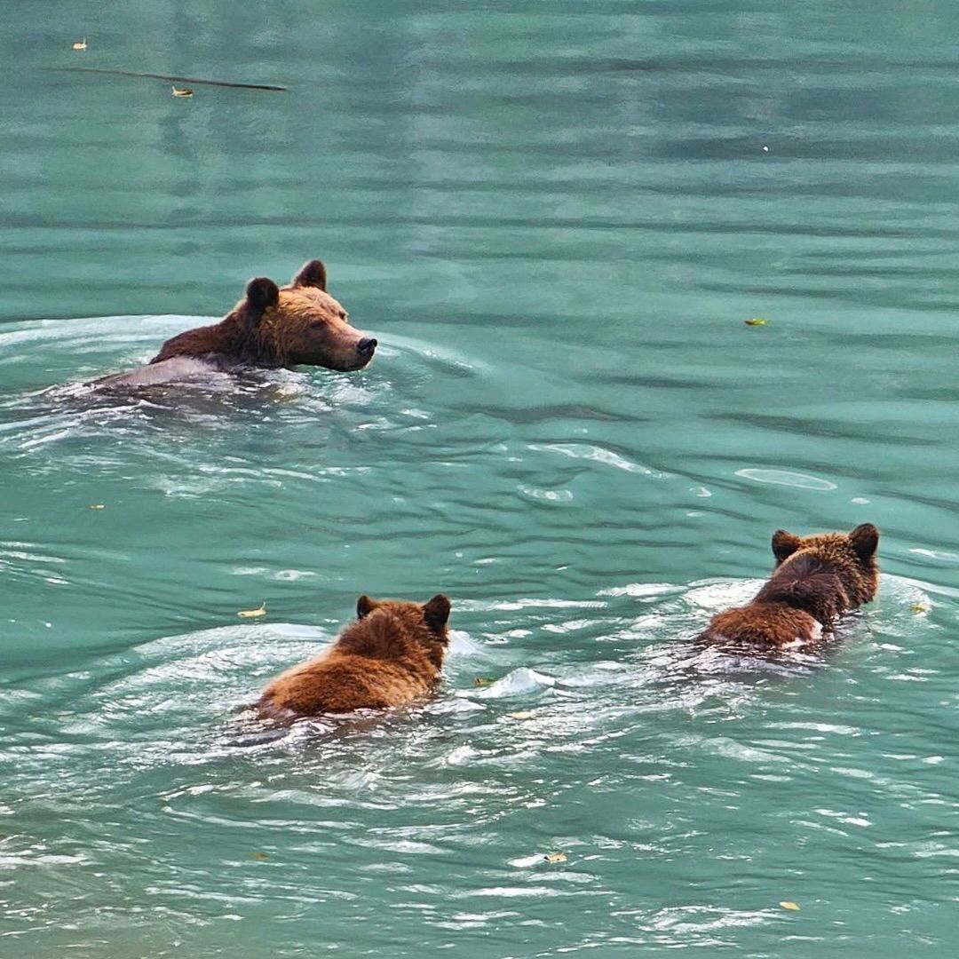 Drie bruine beren zwemmen in turkoois water, waarvan er één voorop loopt.