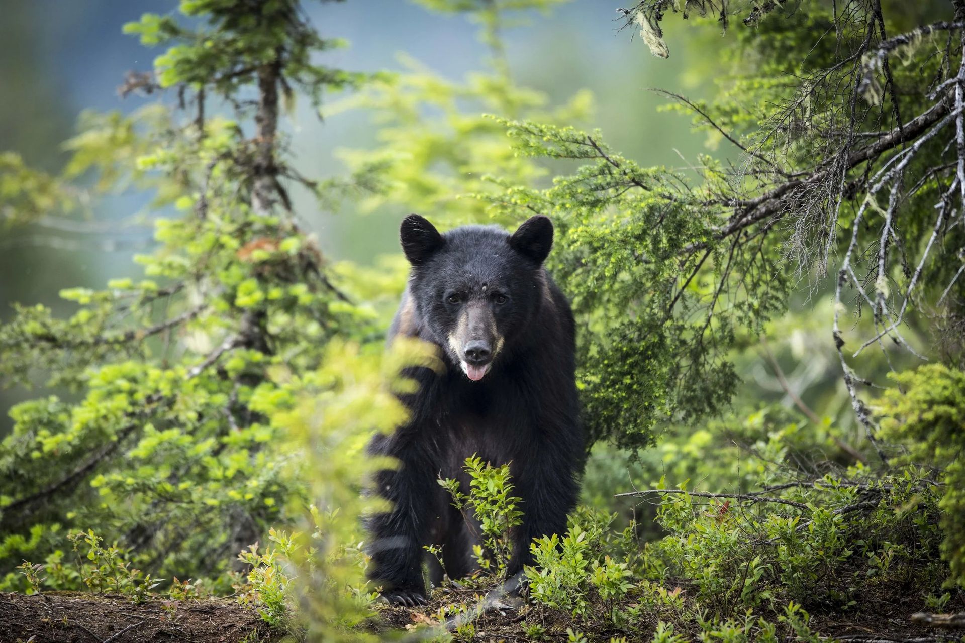 Zwarte beer in Canada staand in een weelderig groen bos tussen bomen en bladeren.