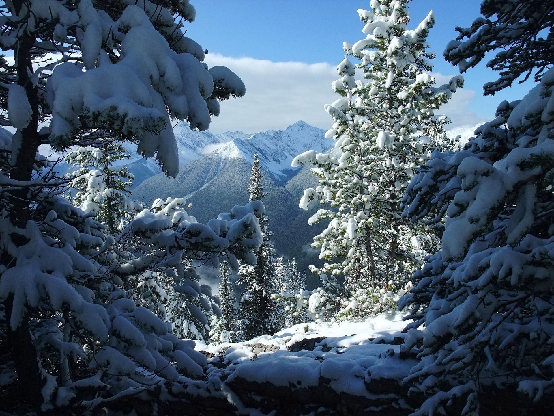 Snow-covered evergreen trees frame a mountain vista; sunlight illuminates the snow.