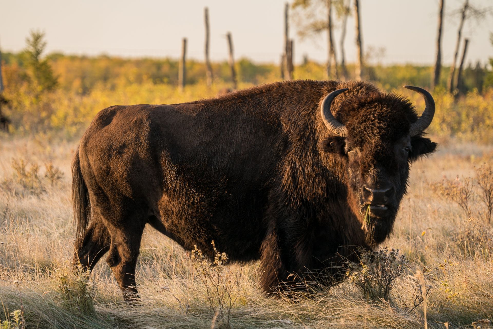American bison standing in a field of dry grass, under a warm sunset.
