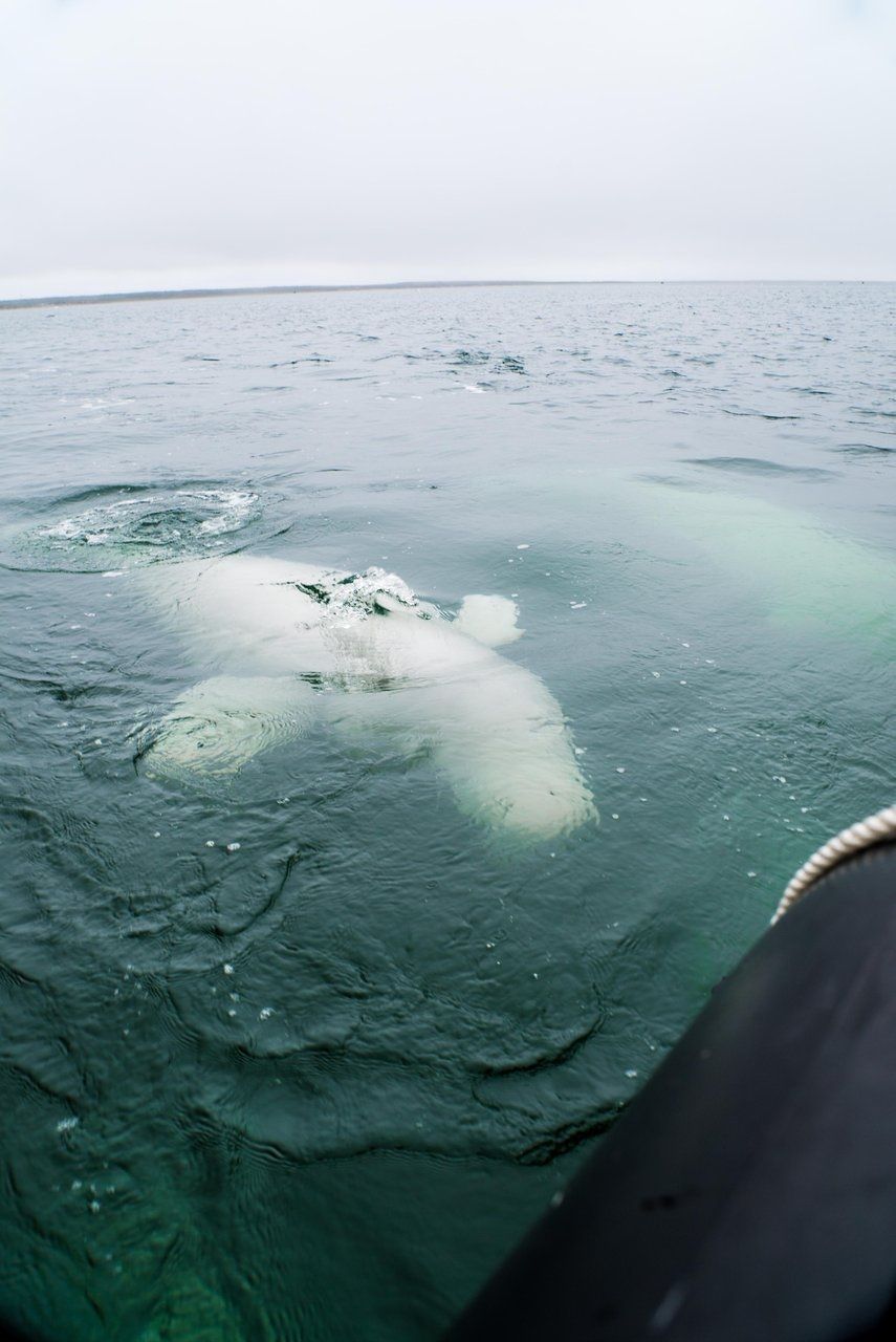 White beluga whale in clear, turquoise water; surface chop.  Horizon in the background.