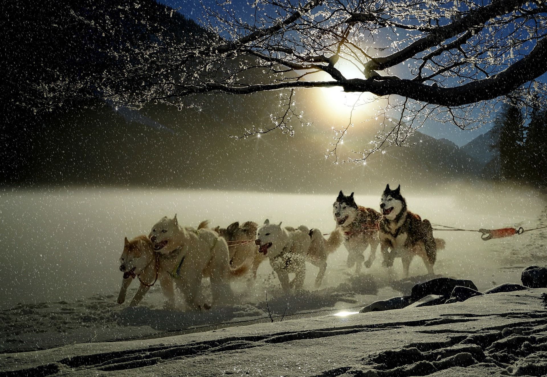 Dog sled team racing through snowy landscape at sunrise.