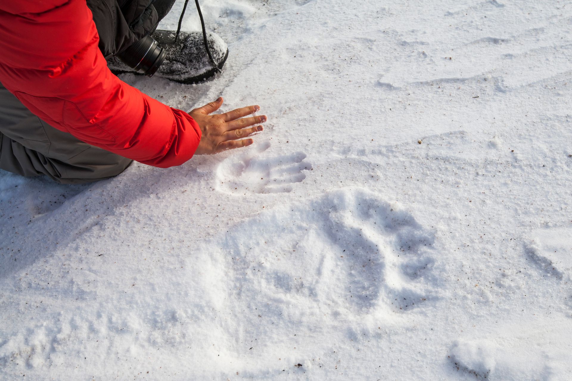 Person's hand next to a bear paw print in snow, with red jacket and black boots visible.