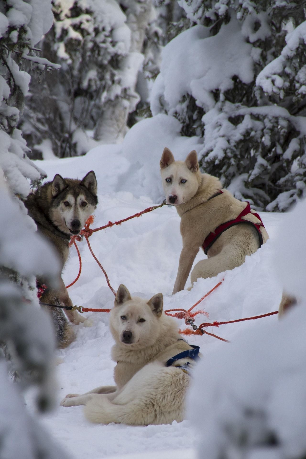Three sled dogs in a snowy forest, connected by red harnesses and ropes. One sits, two stand, all with attentive gazes.