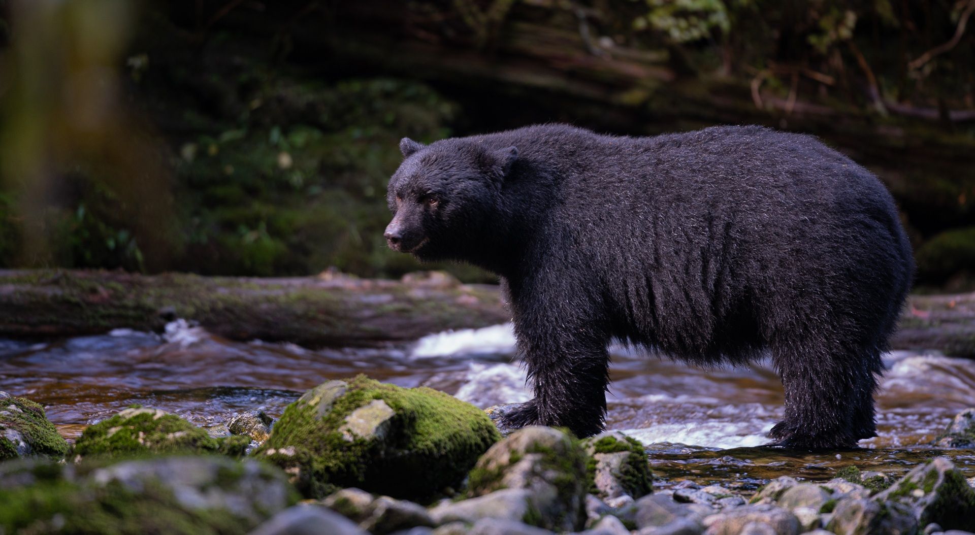 Zwarte beer staand in een ondiepe beek met een bosrijke achtergrond.