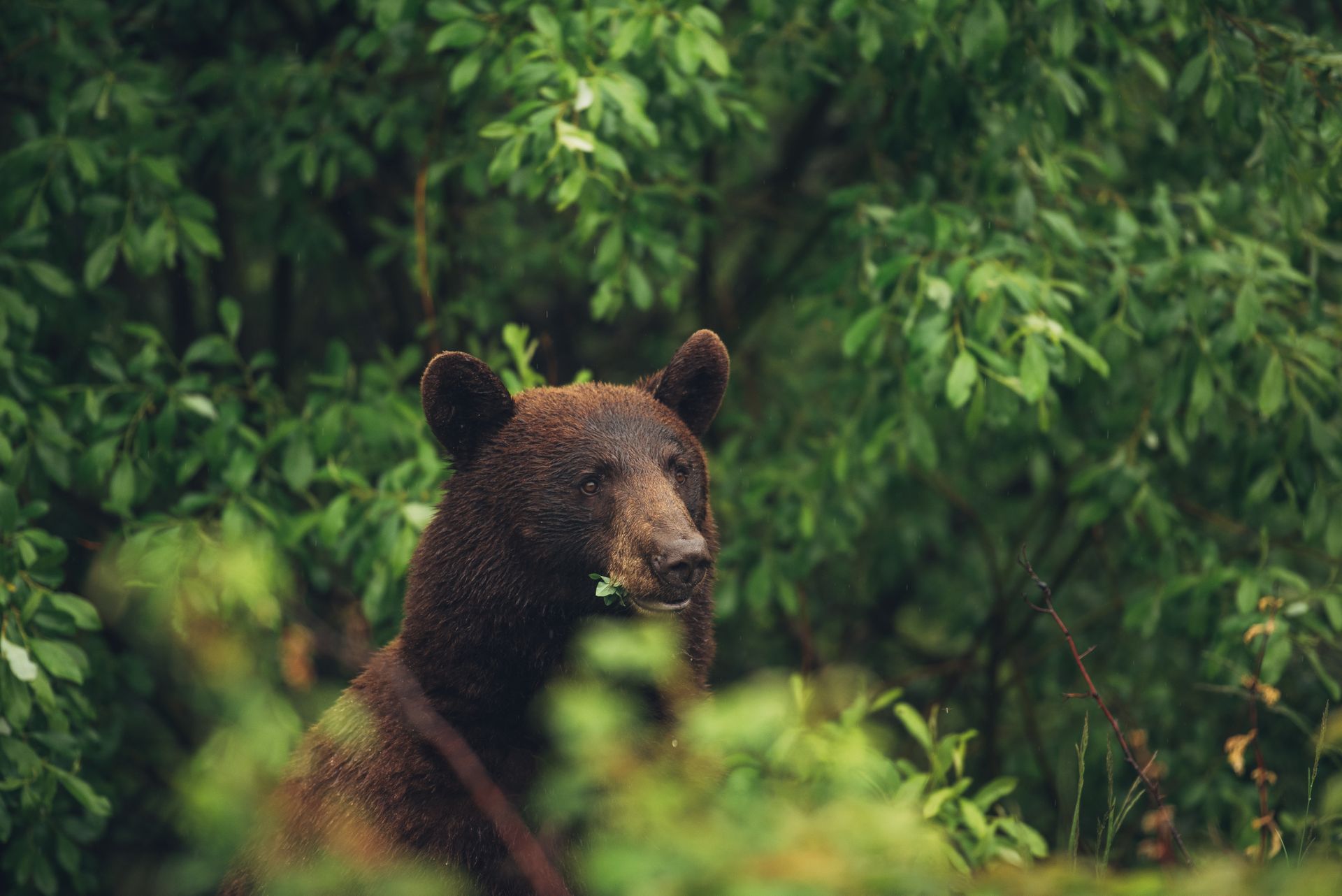 Black bear peering out from lush green foliage.