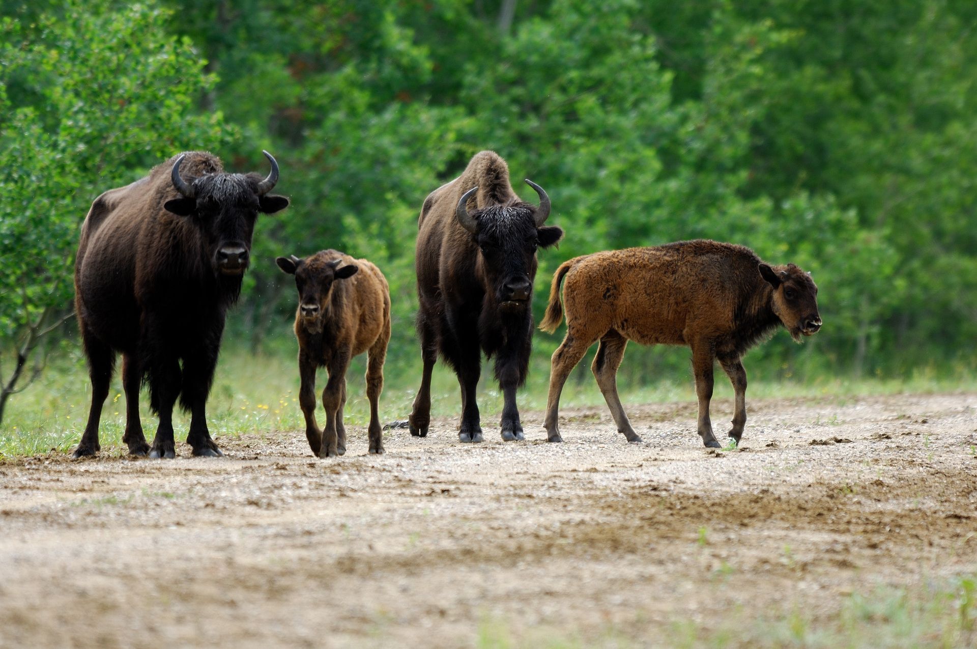 Four European bison on a dirt path: two adults and two calves, near a green forest.