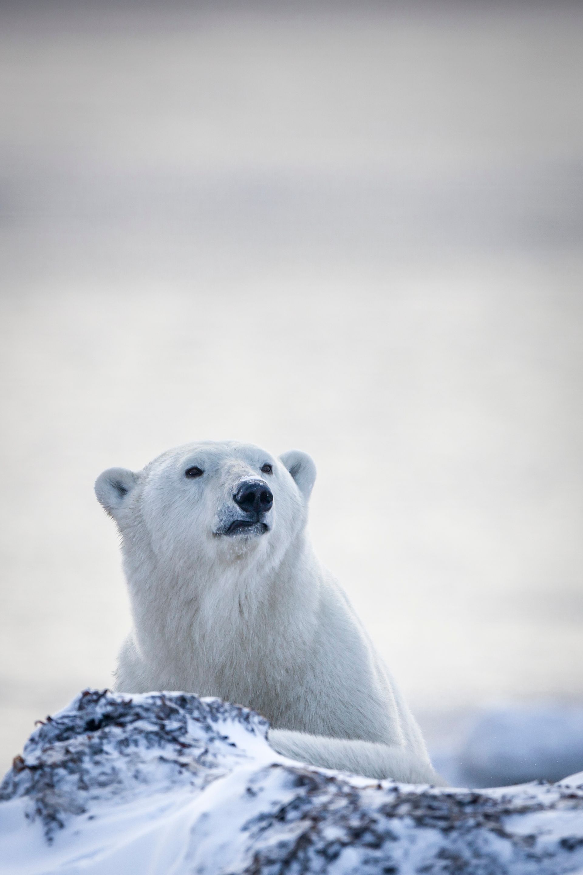 Polar bear looking upwards from snowy ground; arctic landscape.