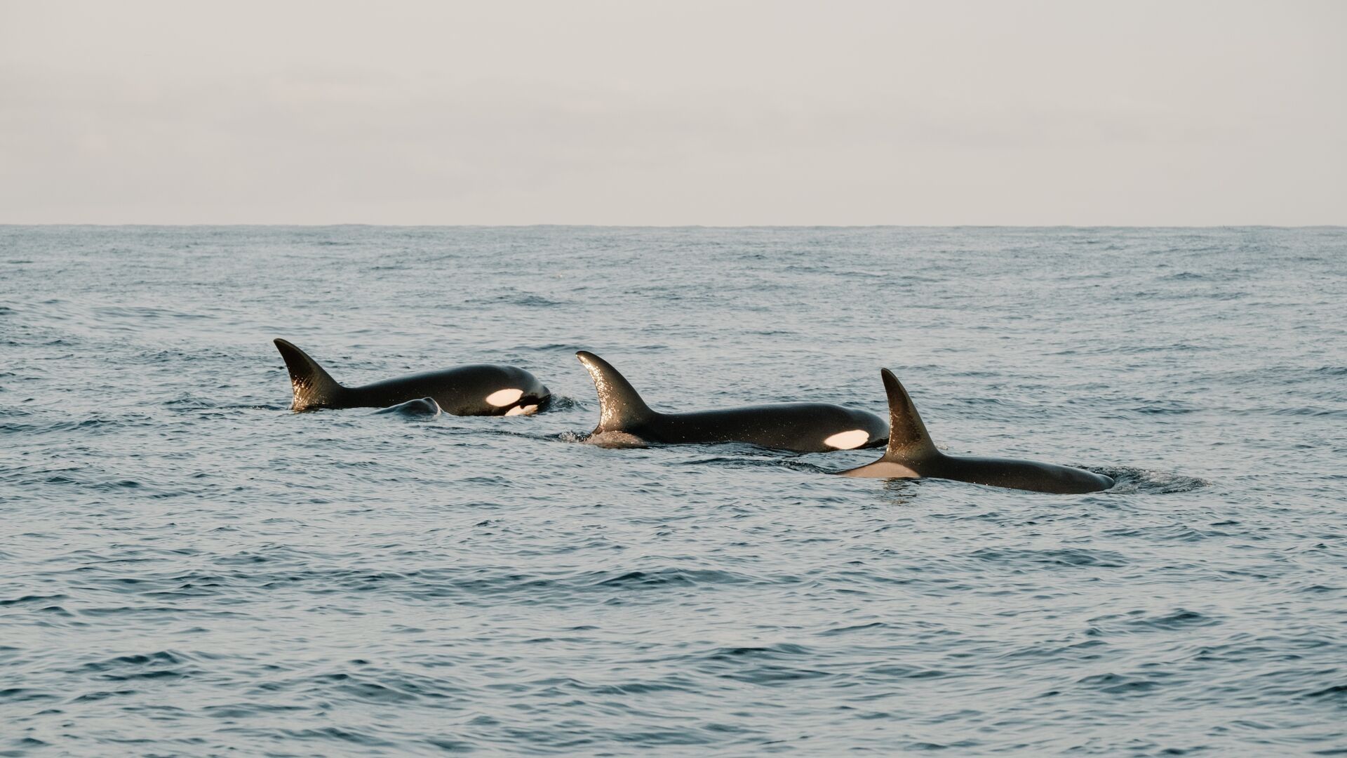 Three orcas swimming in the ocean. Black and white markings visible. Gray water and sky.