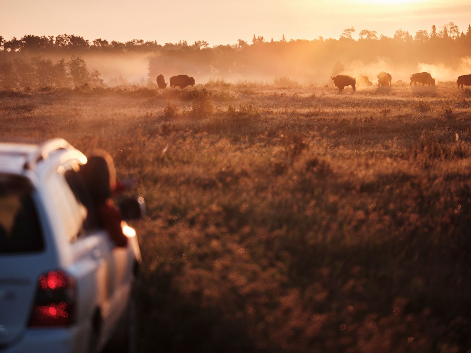 Person in car watches bison grazing in a golden field during sunset.