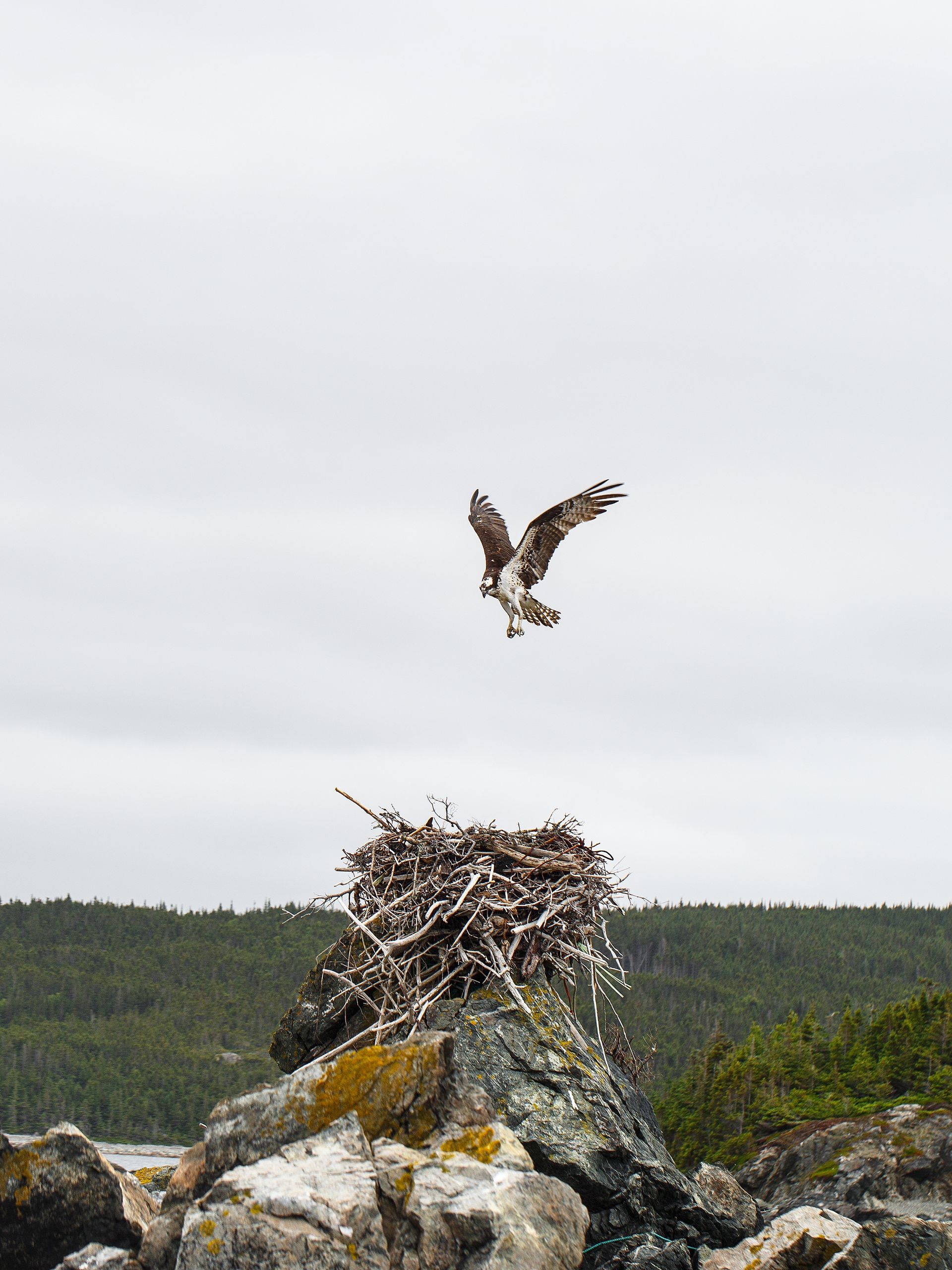 Osprey taking flight from a large nest built on a rocky outcrop, green forest in background, overcast sky.