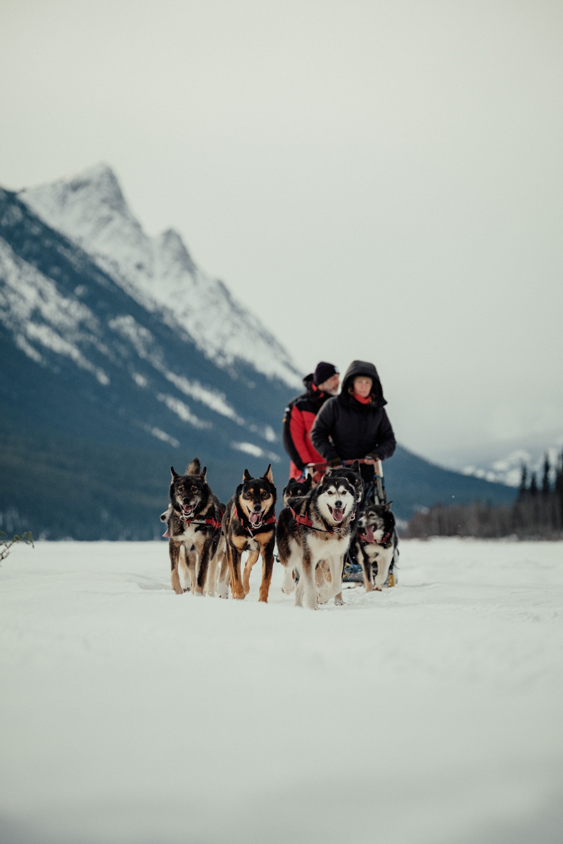 Dog sledding through snow with mountains in background. Two people ride behind a team of dogs.