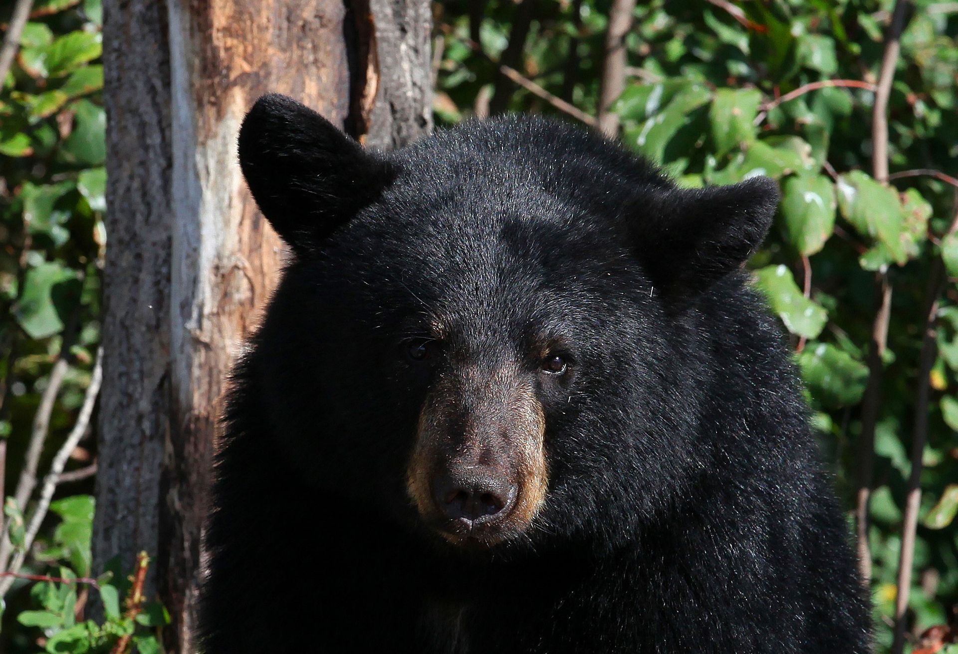 Black bear, close-up, facing forward. Shiny black fur with a brown nose, near a tree, outdoors.