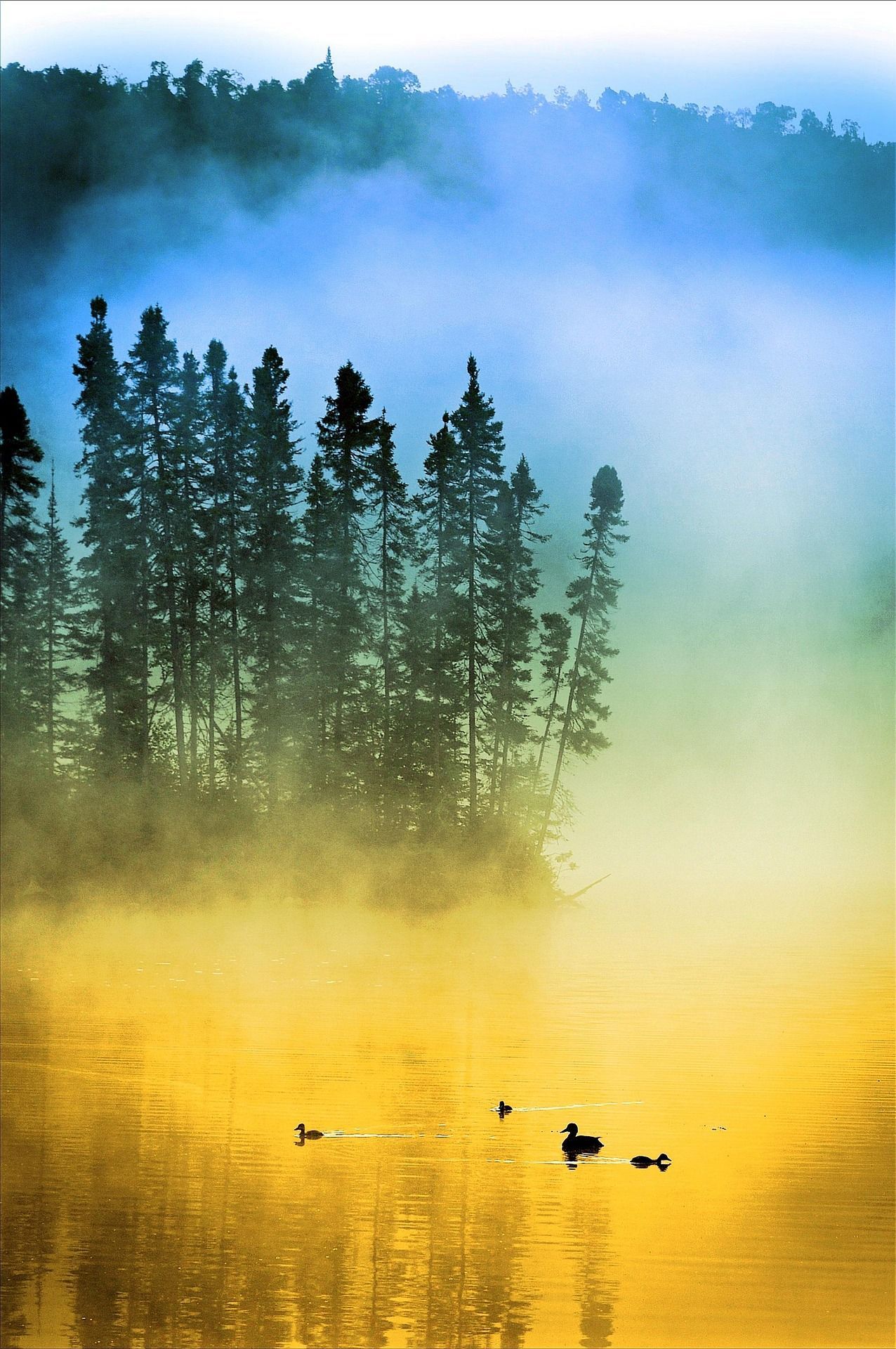 Foggy lake with silhouette of evergreen trees, ducks swimming; golden and blue light.