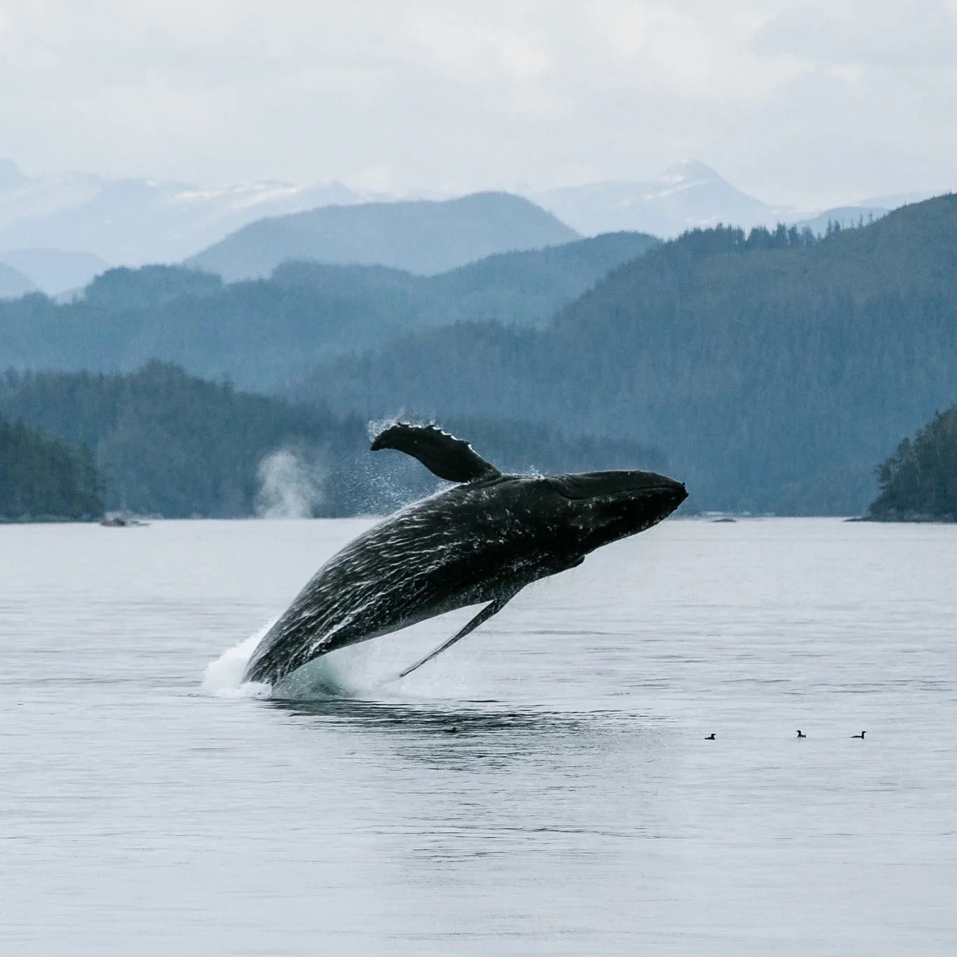Een walvis springt uit het kalme water in Canada, met mistige bergen op de achtergrond.