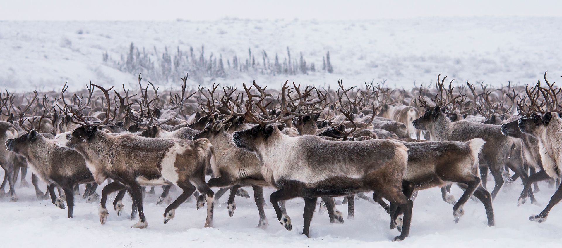 Herd of caribou running through a snowy landscape.