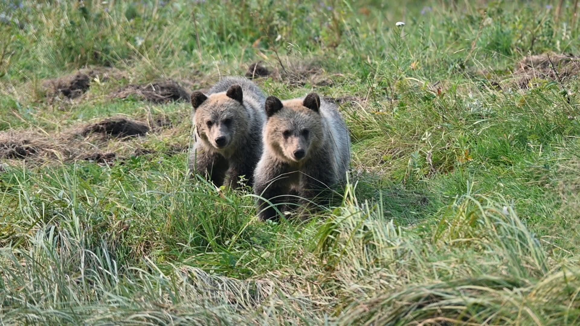 Twee jong grizzlyberen in Canada staan ​​in het hoge groene gras en kijken in de camera.