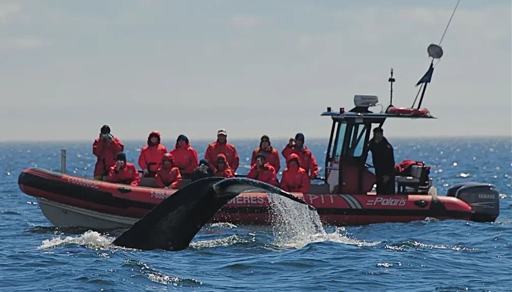 Een rode reddingsboot met bemanningsleden naast een walvisstaart die boven water komt in de oceaan.