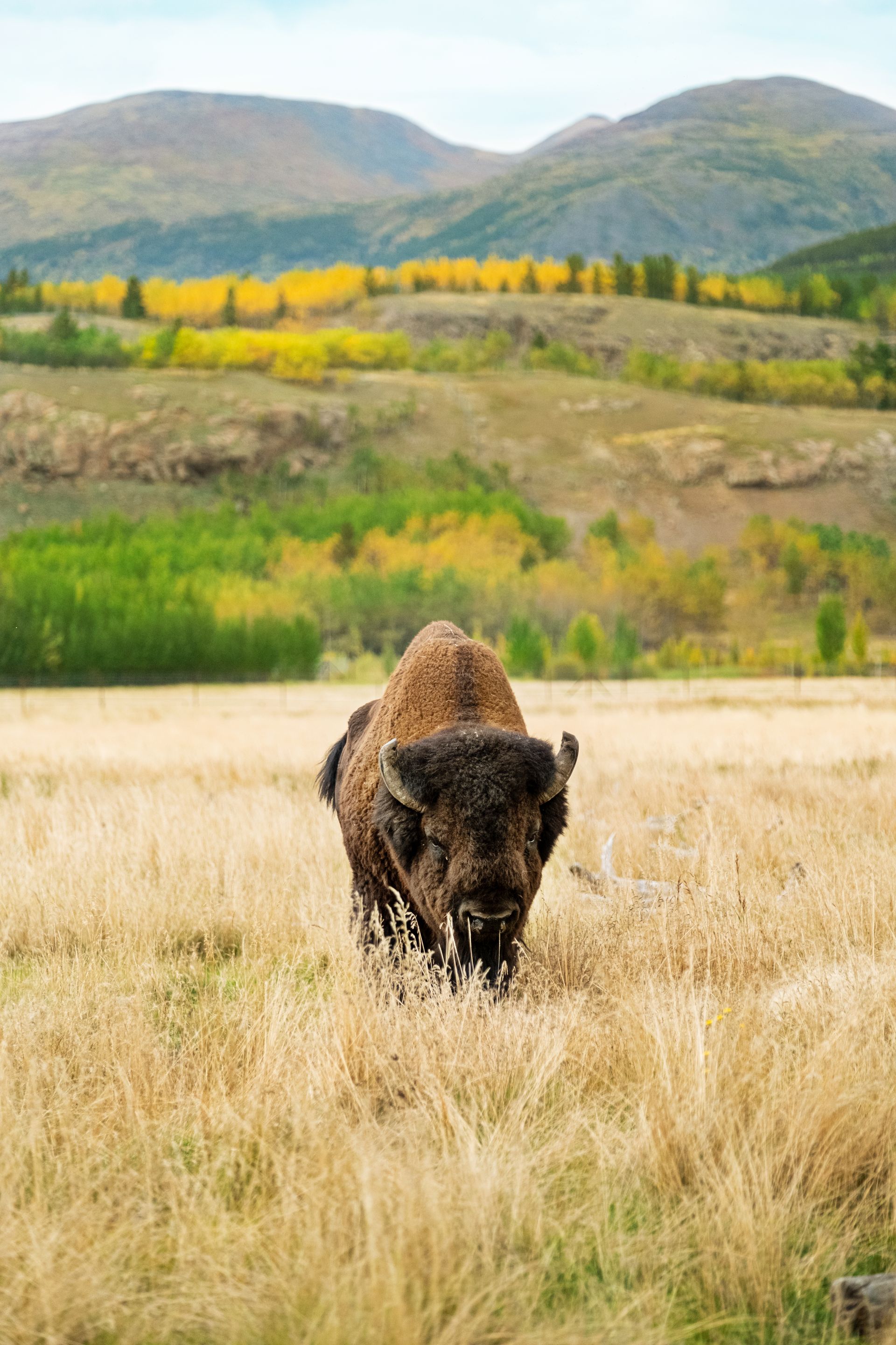 Bison grazing in tall, dry grass with green and yellow trees and rolling hills in the background.