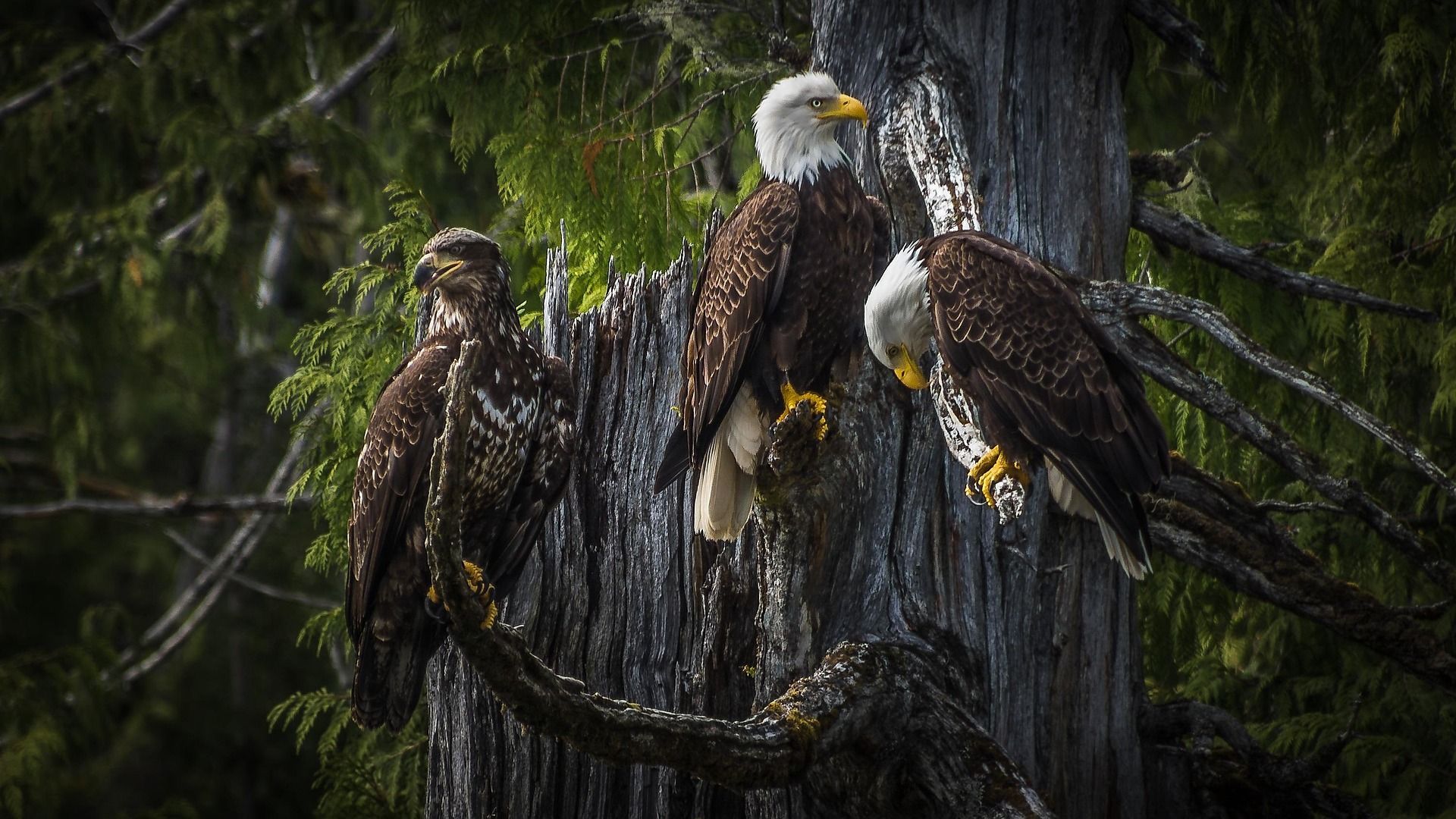 Three bald eagles perched on a weathered tree trunk; two looking down, one facing left.