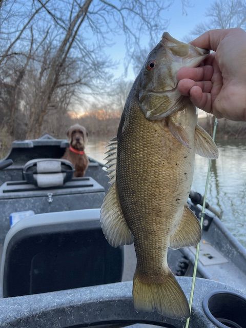 Person holding a smallmouth bass on a boat, dog in the background. River setting, neutral colors.