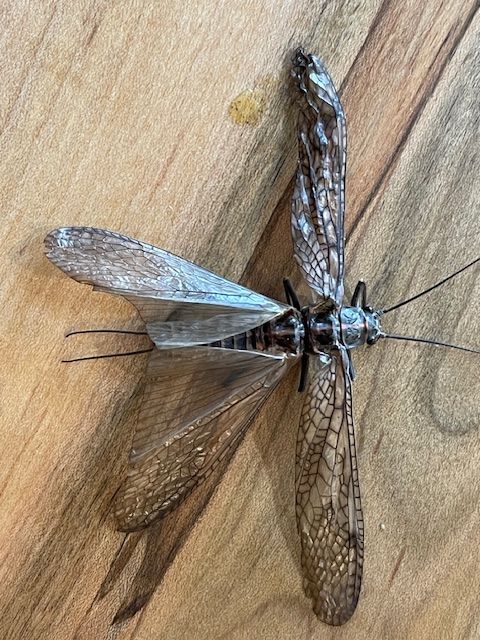 Brown lacewing insect with long antennae and veined wings on a wooden surface.