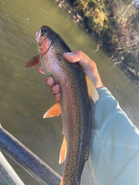 Person holding a rainbow trout, showing its colorful sides, near a river.