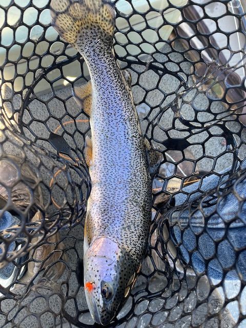 Rainbow trout in a fishing net, silvery body with dark spots, reddish gill plates.