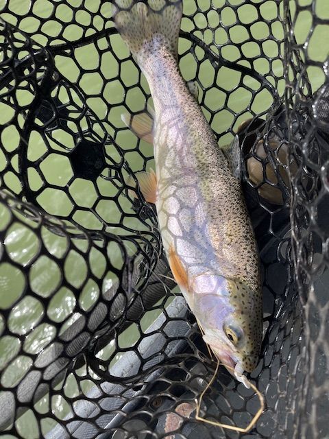 Trout in a black net, facing right, with colorful scales and hook in mouth.