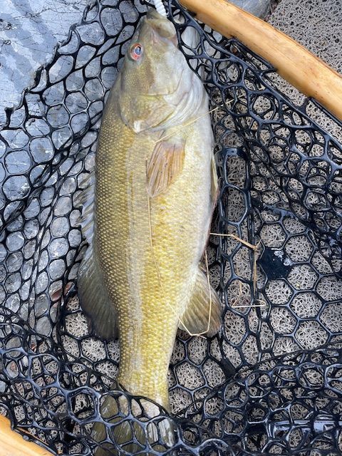 Smallmouth bass fish in a black net, tan and brown hues.
