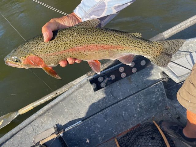Rainbow trout held by angler in a boat, with visible pink stripe and speckled body.