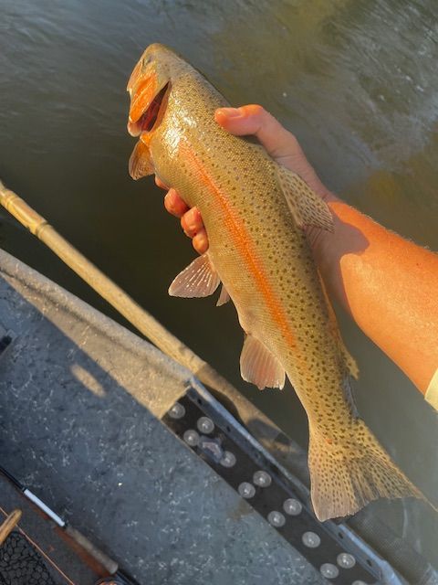Person holding a rainbow trout, showing its speckled body and red stripe. The fish is in a boat, near water.